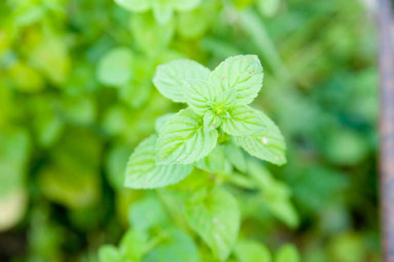 Pepermint on a garden