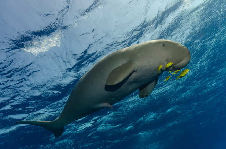 Dugong