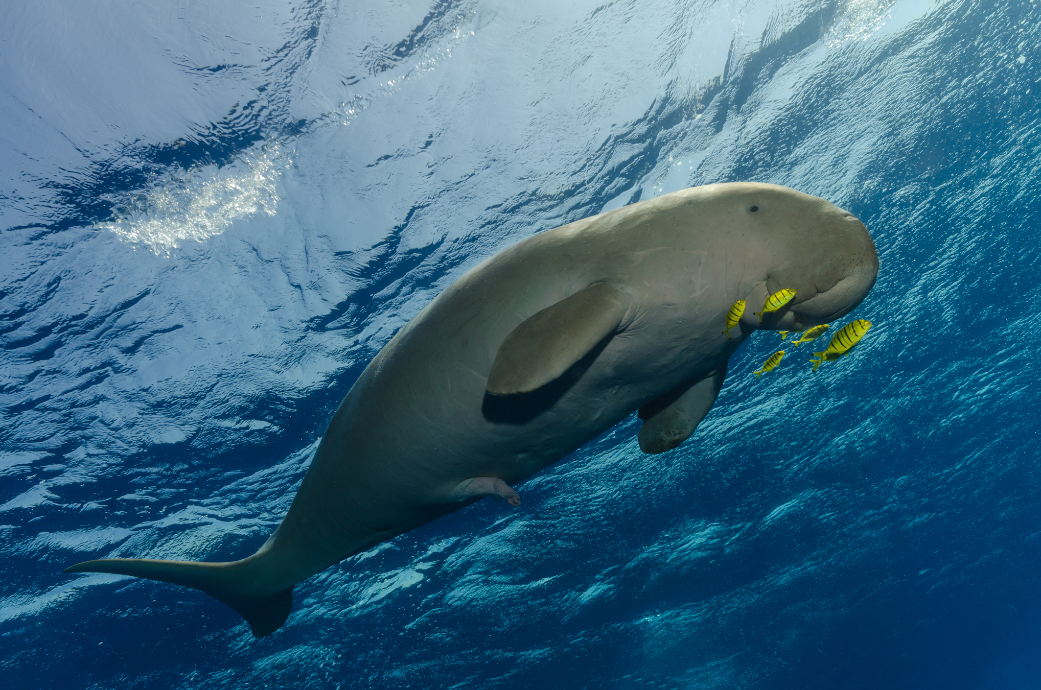 Dugong