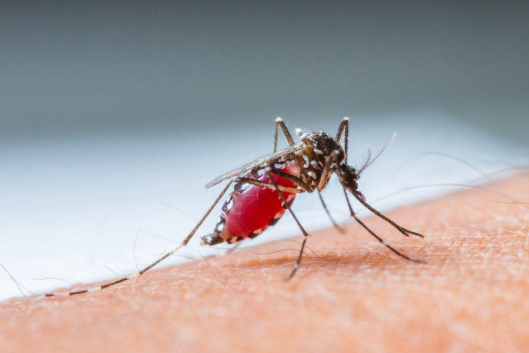 Mosquito sucking blood_set B 4