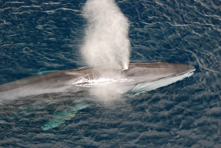 Vráskavec myšok (Balaenoptera physalus)