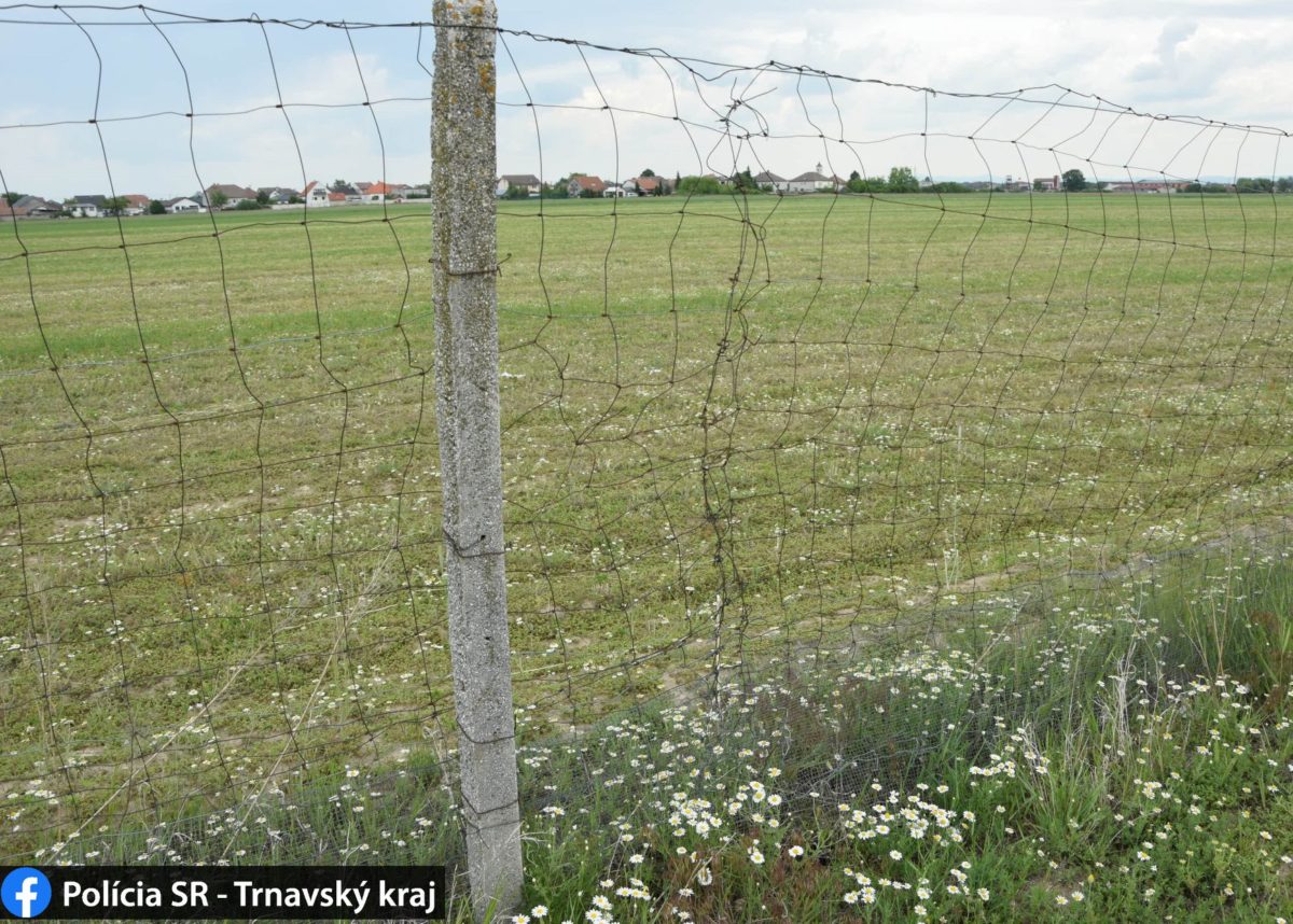 Zlodeji, jahody