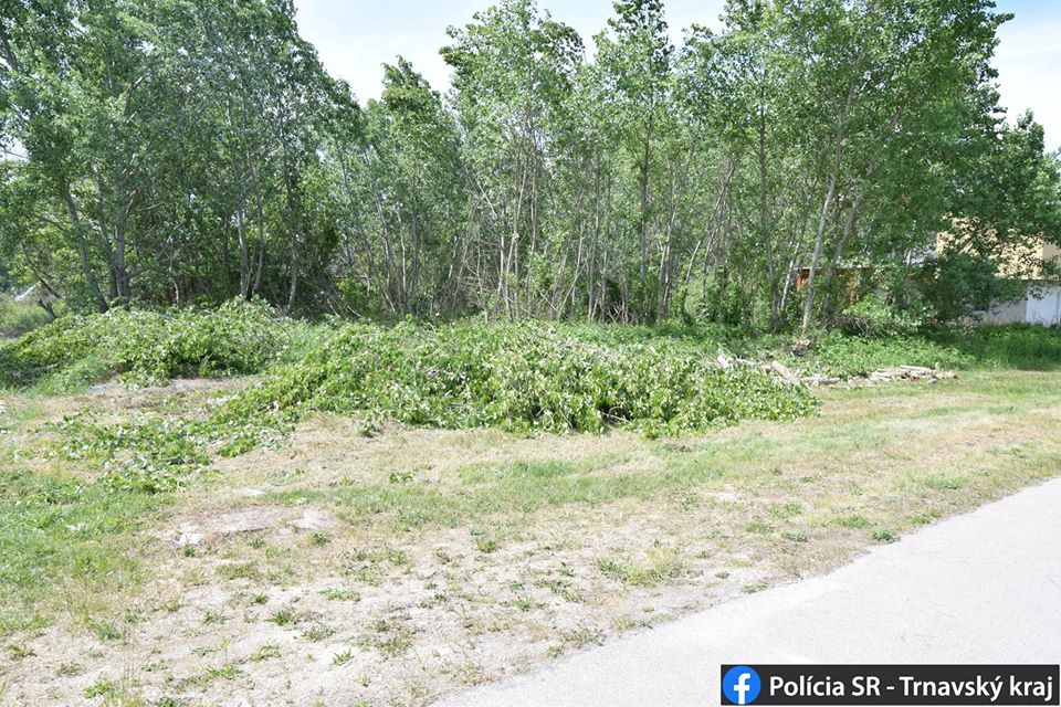 Vyrúbané stromy, Vojka nad Dunajom