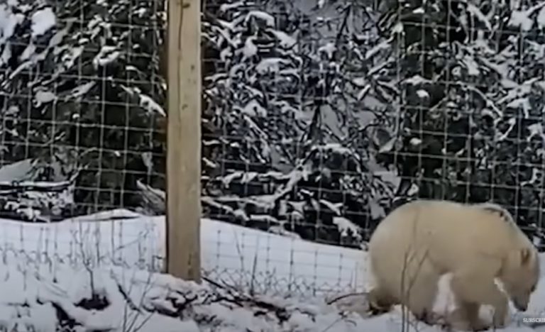 Biely medveď grizzly
