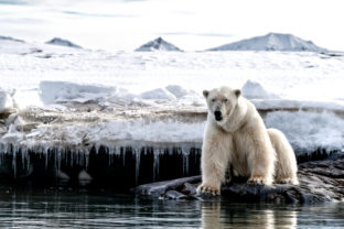 Ľadový medveď, klimatické zmeny