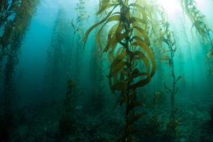 Kelp Forest in California