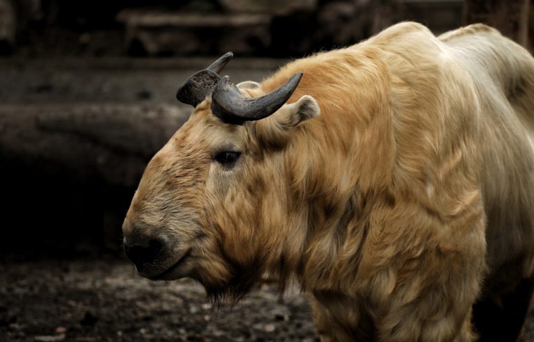 Golden retriever takin 4448592_1920.jpg