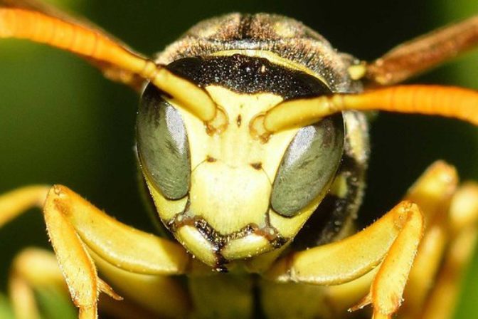 V USA po prvý raz spozorovali sršne mandarínske