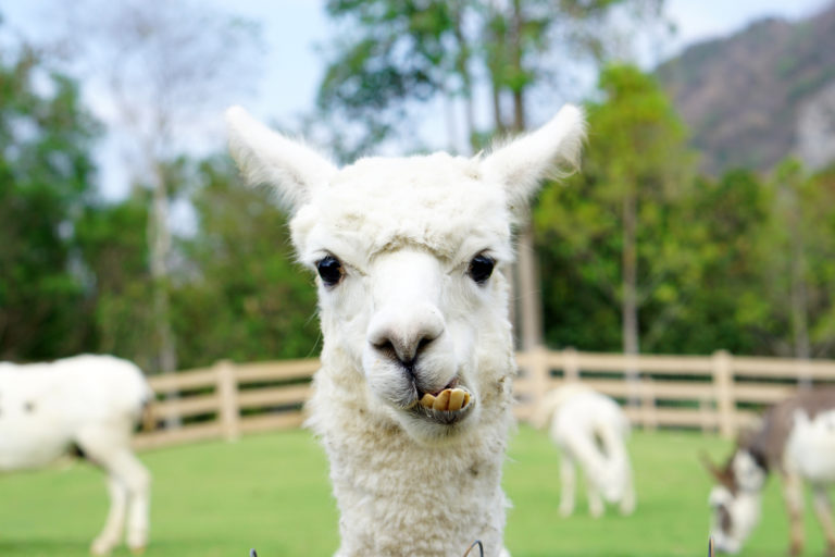 Lama