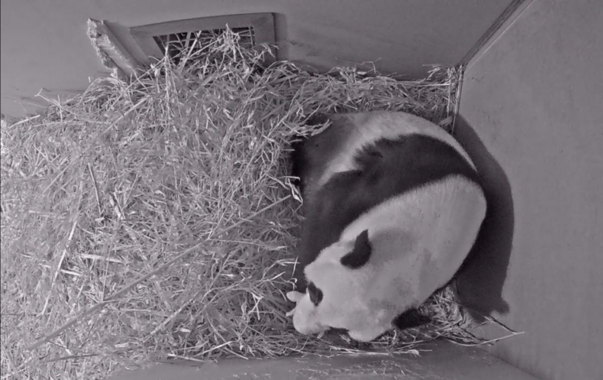 Panda veľká, mláďa