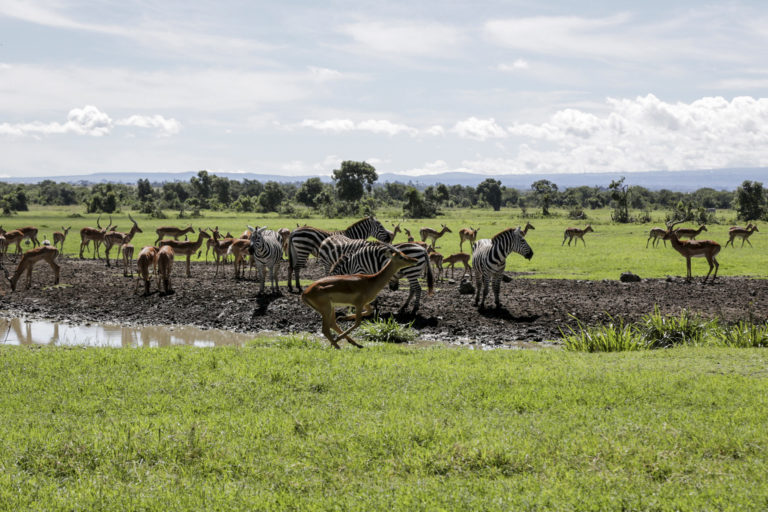 Virtualne Safari