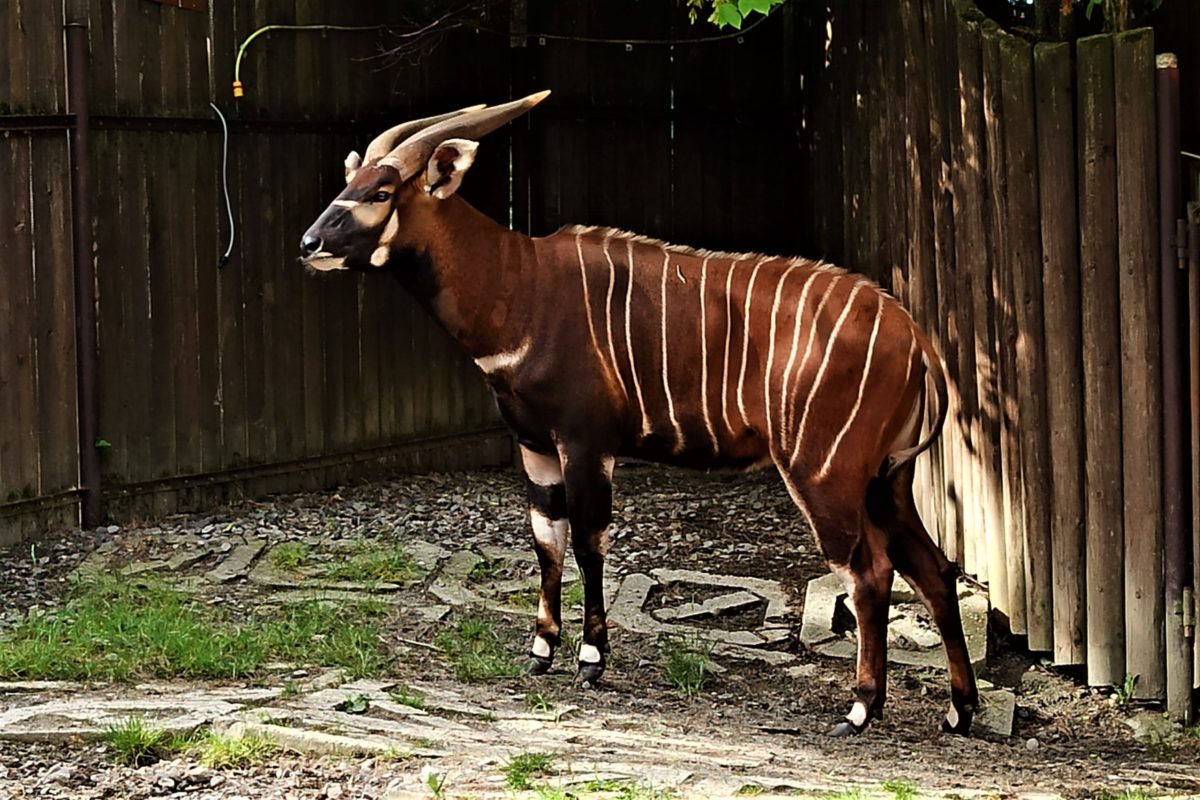 Antilopa bongo, ZOO Bojnice