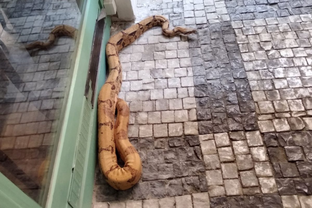Veľhad kráľovský v Prahe