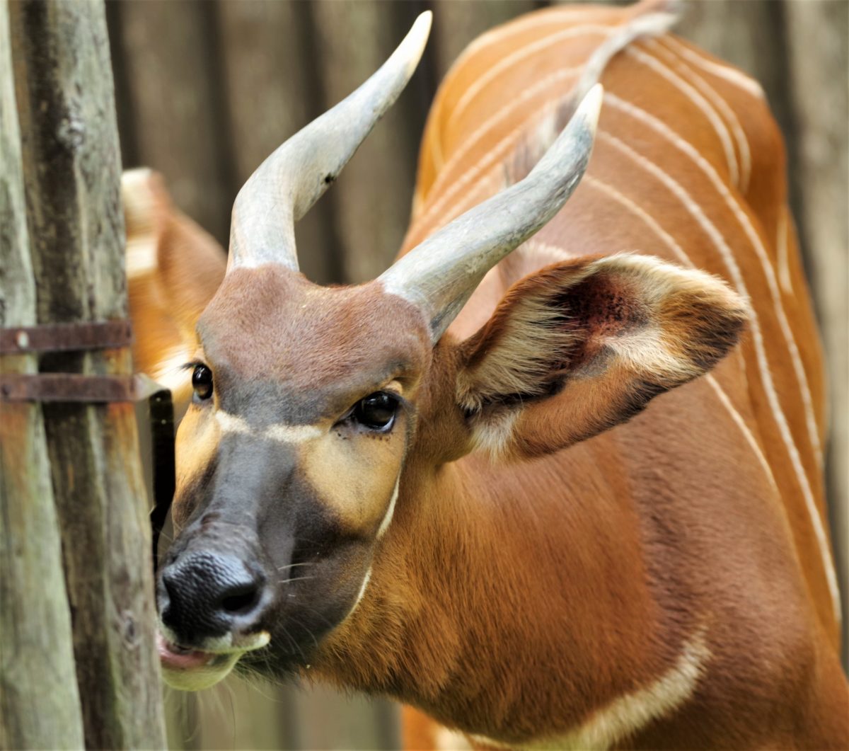 Antilopa bongo, ZOO Bojnice