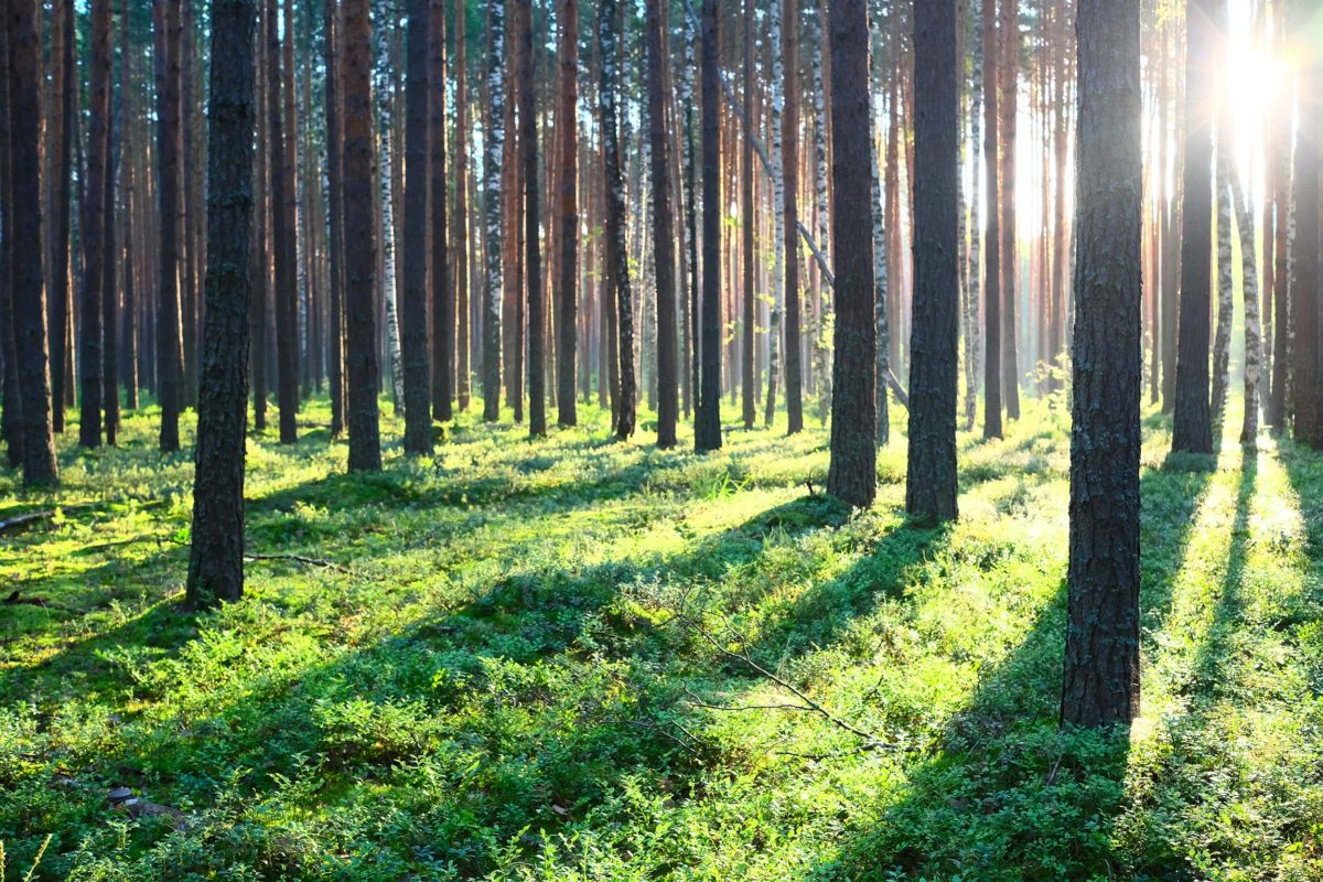 Sunrise in pine forest