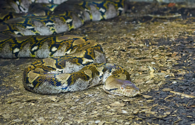 Pytón, had