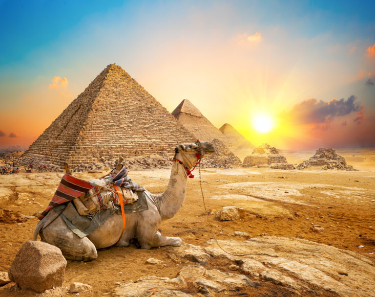 Camel and pyramids