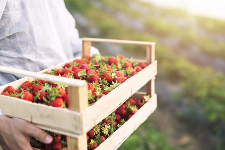 Farmer holding freshly harvested ripe strawberries in strawberry farm field.