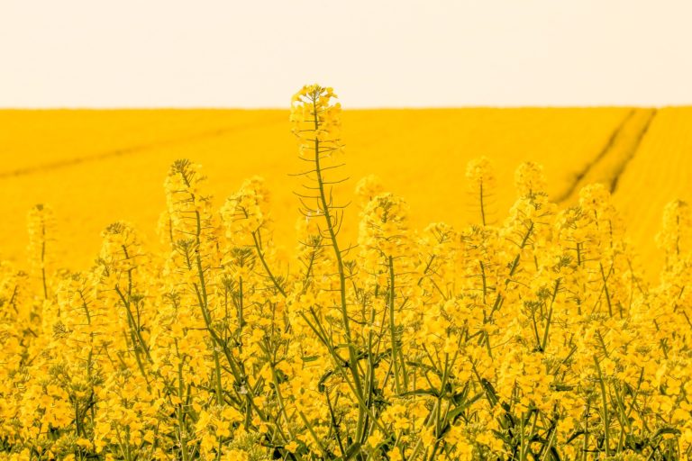 Rapeseed 4358508_1920.jpg