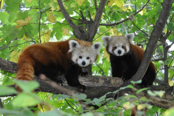 Cervena panda berlin zoo.jpg