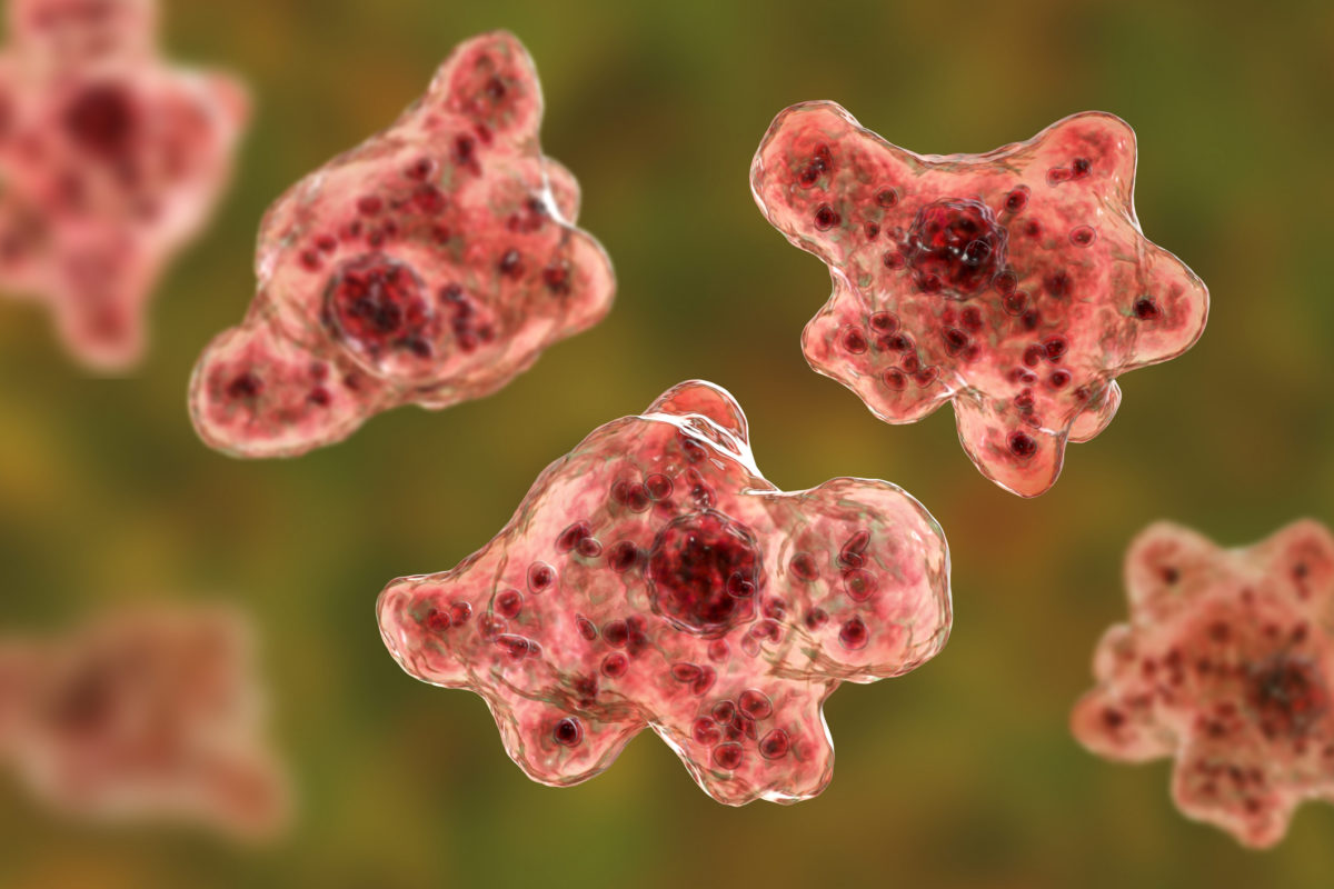 Naegleria fowleri, améba