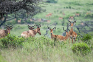 Národný park Keňa, byvolec, gazela