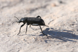 Pinacate beetle, chrobák