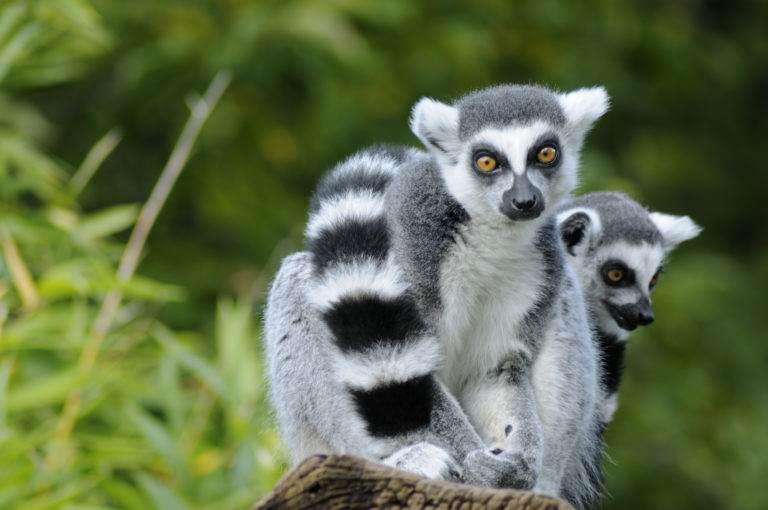Lemur