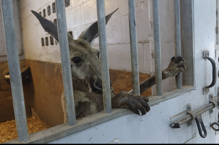 Kangaroo Captured