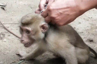 Opica, týranie zvierat