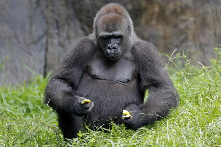 Pregnant Endangered Gorilla