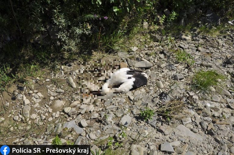 Policajti vyšetrujú prípad ukameňovaného bociana