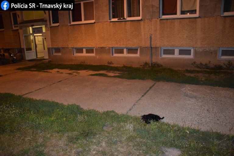 šteniatko, smrť, pád z okna