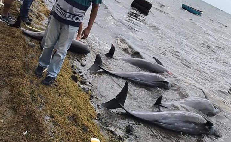 Delfin, mauricius