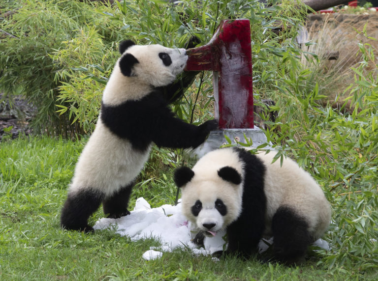 Pit a Paule, panda