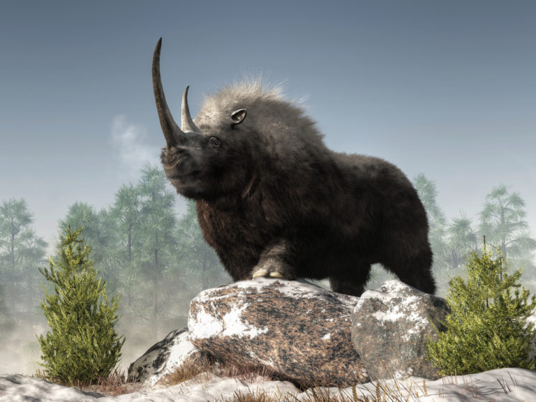 Nosorožce srstnaté Coelodonta antiquitatis
