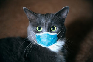 Protective antiviral mask on the cats face. Protective face mask for animals, coronavirus and hantavirus protection.