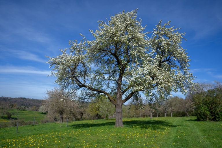 Divá hruška, strom