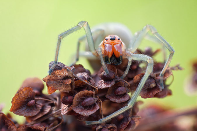 Cheiracanthium punctorium spider in nature