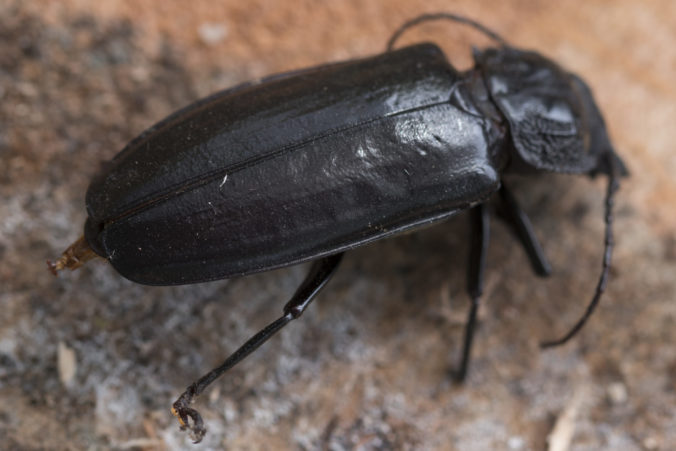 Dead Titanus giganteus beetle. Amazing texture on it's body. Macro photography. Close up picture.
