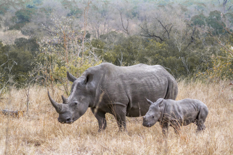Southern white rhinoceros in Kruger National park, South Africa