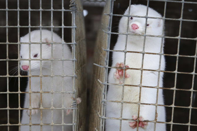 Norok, norková farma