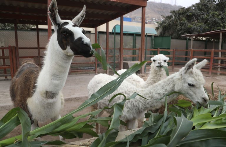 Lama, alpaka