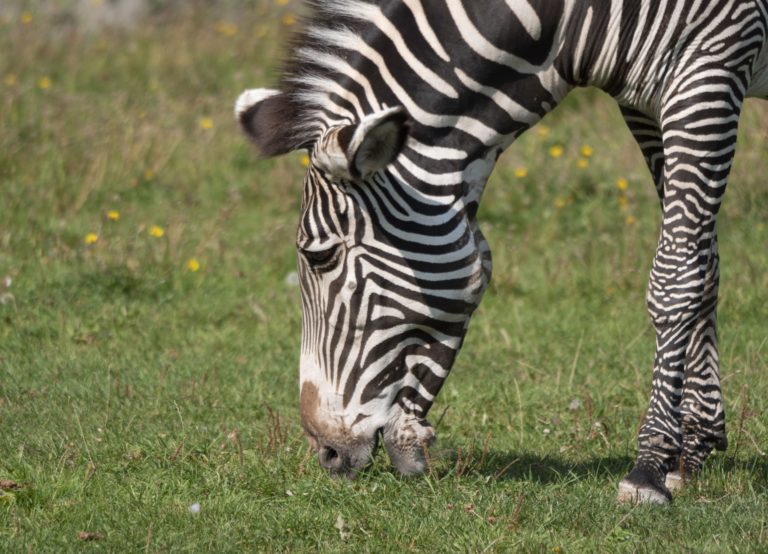 Zebra