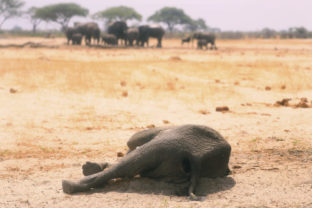 Slony, slony, smrť