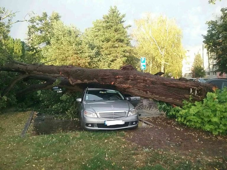Hasiči, spadnutý strom