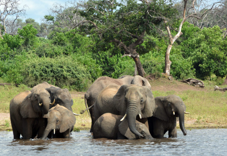 Slony, Botswana