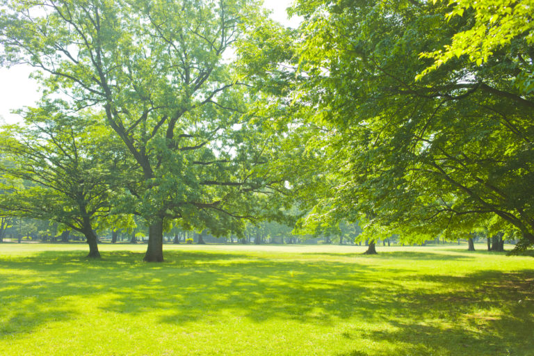 Stromy, park