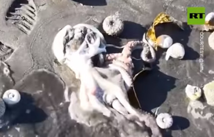 Ekologická katastrofa, uhynutá chobotnica