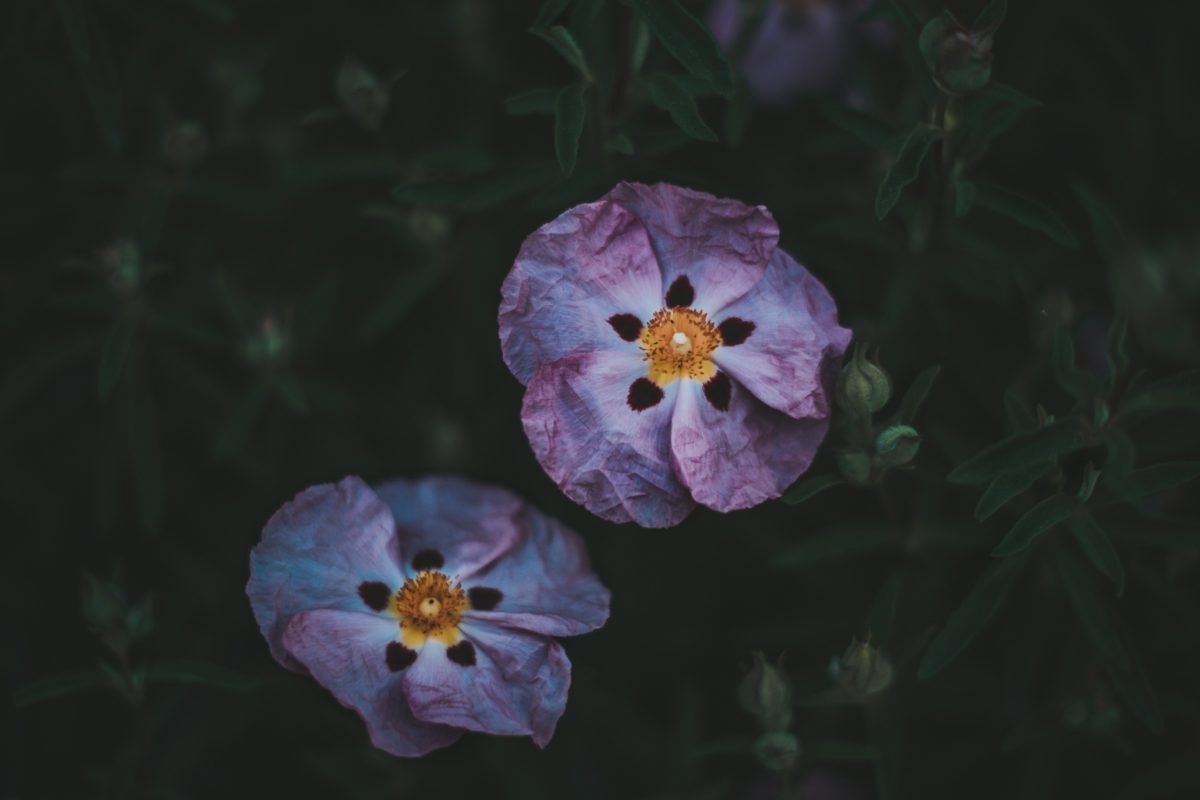 Cistus creticus.jpg